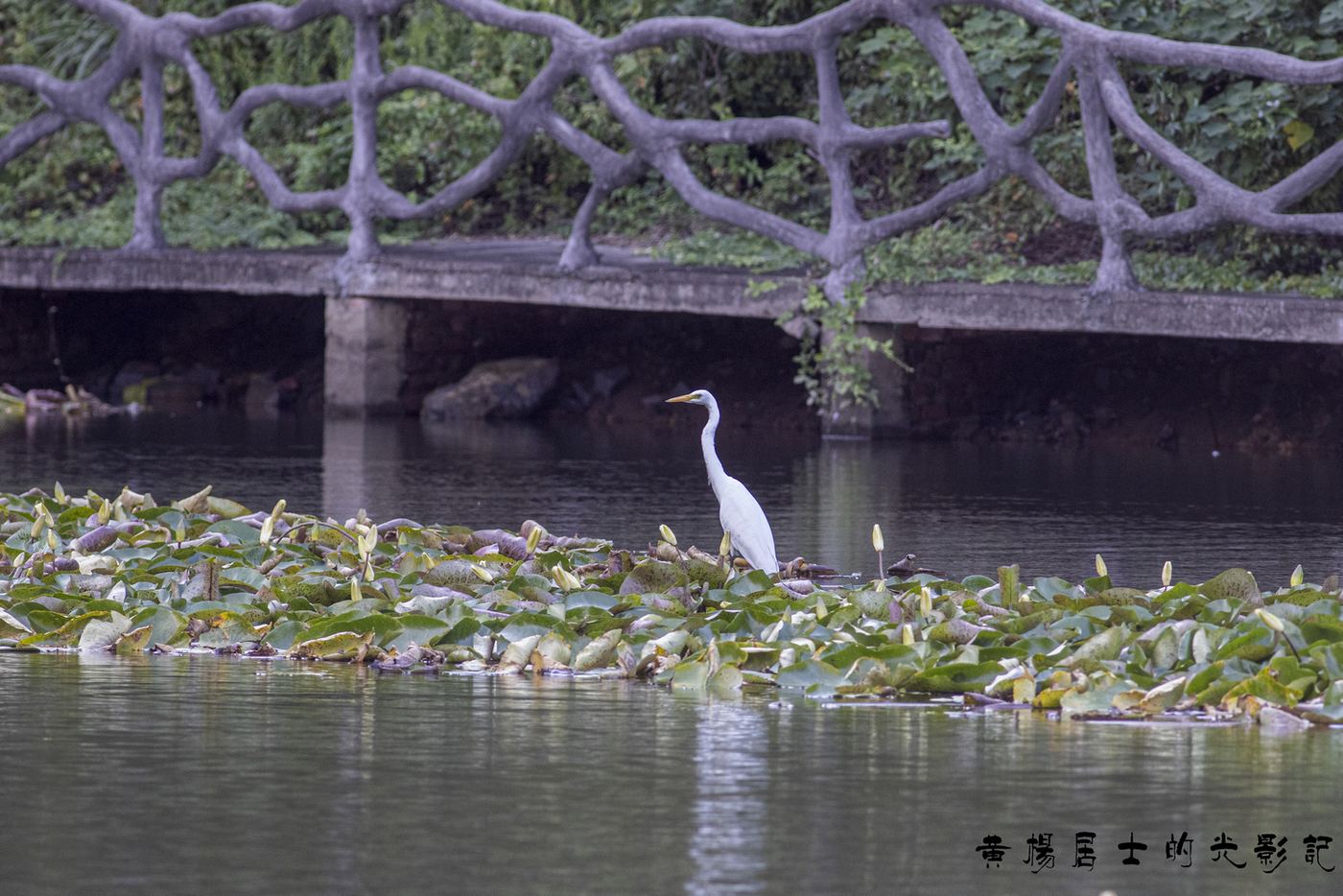 中白鹭