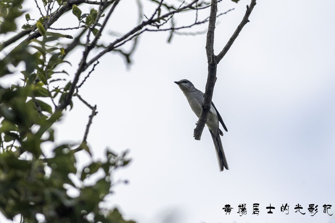 小灰山椒鸟