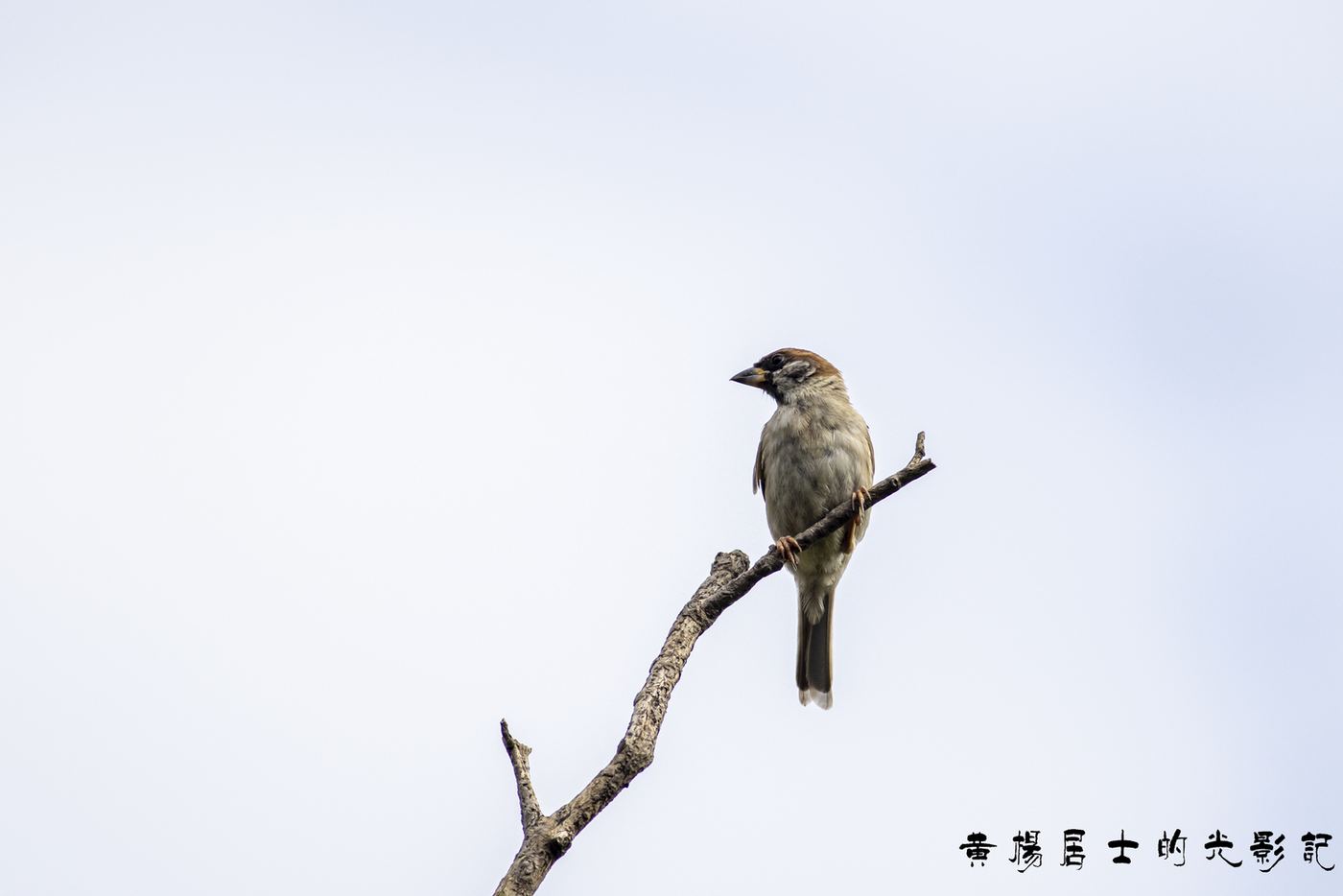 麻雀